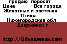 продаю  поросят  › Цена ­ 1 000 - Все города Животные и растения » Птицы   . Нижегородская обл.,Дзержинск г.